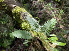 Pleopeltis polypodioides