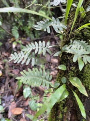 Pleopeltis polypodioides