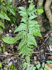 Tectaria estremerana