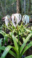 Crinum americanum