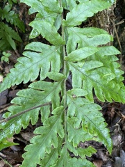 Tectaria estremerana