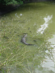Crocodylia
