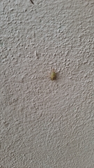 Pentatomidae