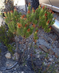 Osteospermum glabrum