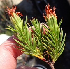 Osteospermum glabrum