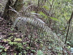 Pelazoneuron abruptum