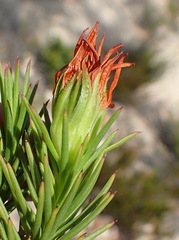 Osteospermum glabrum