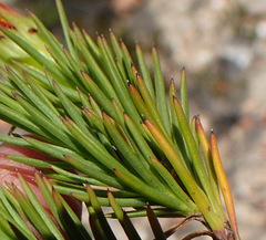 Osteospermum glabrum