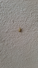 Pentatomidae