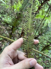 Pelazoneuron abruptum