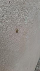 Pentatomidae