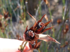 Willdenowia incurvata