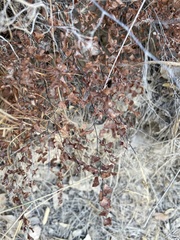Adiantum jordanii image