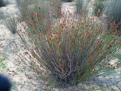 Willdenowia incurvata