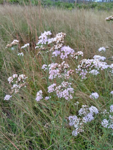 Image of Hartwrightia floridana by (c) Scott Ward, some rights reserved (CC BY)