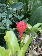 Billbergia pyramidalis