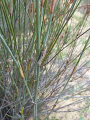 Willdenowia incurvata