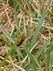 Trogomorpha trogiformis