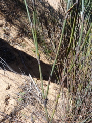 Willdenowia incurvata