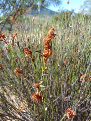 Willdenowia incurvata