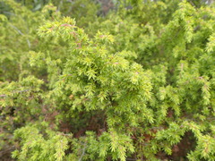 Pultenaea hispidula