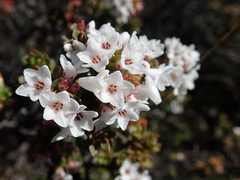 Epacris myrtifolia