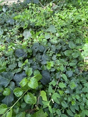 Hedera algeriensis