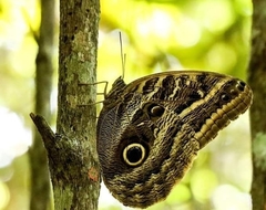 Caligo illioneus illioneus