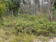 Pultenaea hispidula