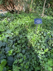 Hedera algeriensis