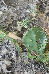 Opuntia macrorhiza