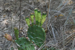 Opuntia macrorhiza