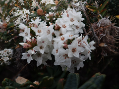Epacris myrtifolia