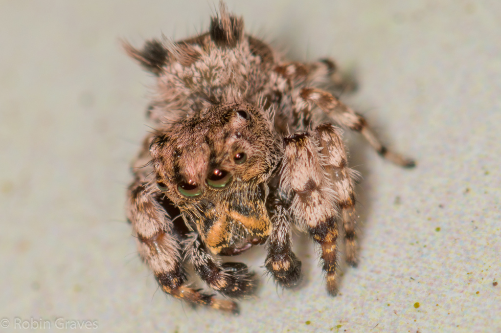 Beata hispida
