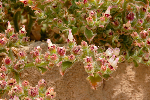 Crystalline ice plant