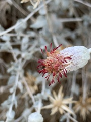 Brickellia incana