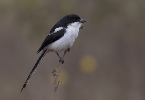 Northern Fiscal