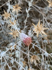 Brickellia incana