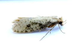 Amydria arizonella