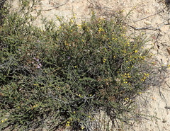 Aspalathus subtingens