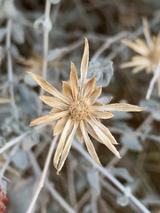 Brickellia incana