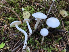 Hygrophorus piceae