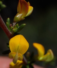 Aspalathus subtingens