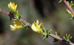 Aspalathus subtingens