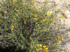 Aspalathus subtingens