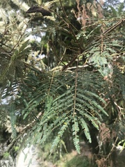 Mimosa trianae