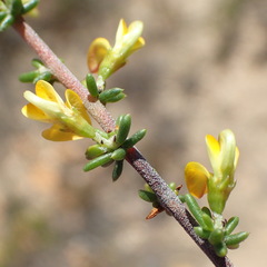 Aspalathus subtingens