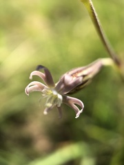 Silene burchellii modesta