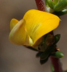 Aspalathus subtingens