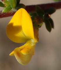 Aspalathus subtingens